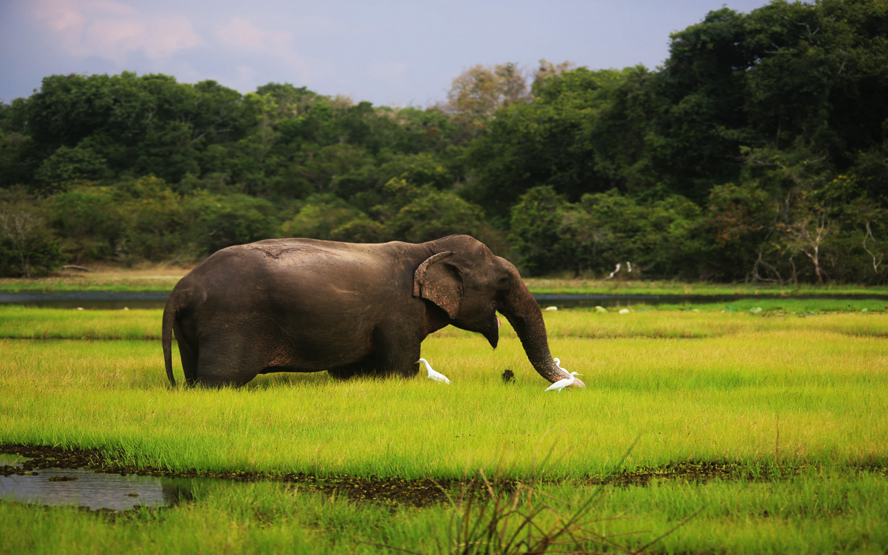 Rasika Ceylon Travel Bug