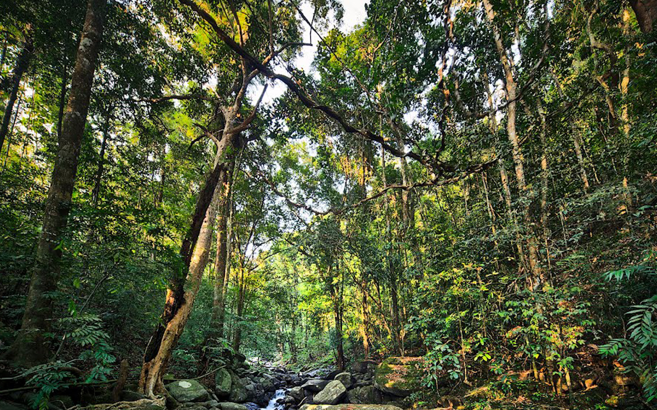 Rasika Ceylon Travel Bug