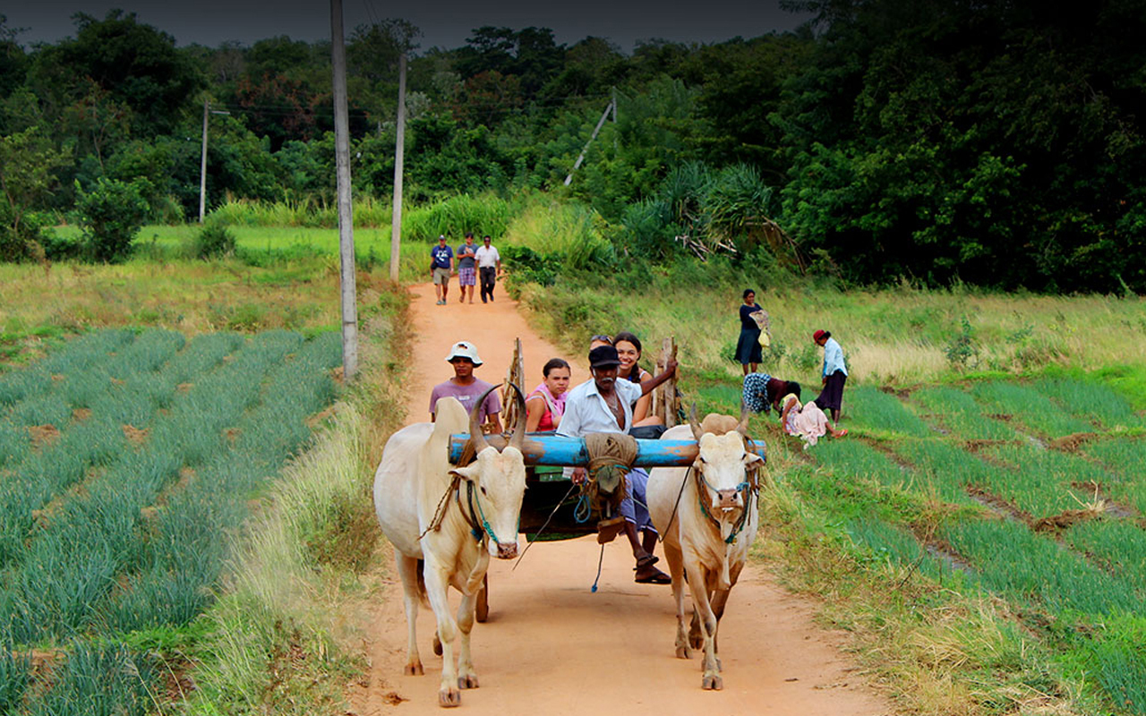 Rasika Ceylon Travel Bug