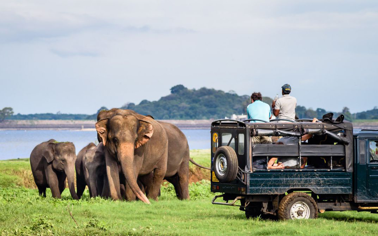 Rasika Ceylon Travel Bug