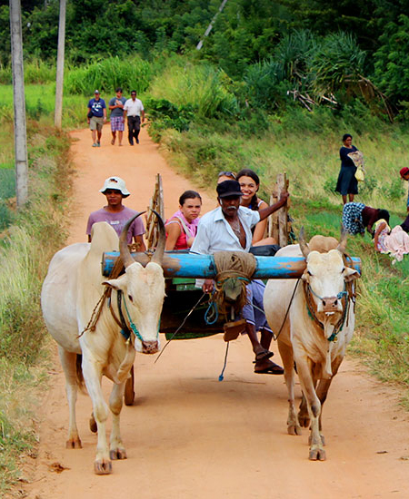 Rasika Ceylon Travel Bug